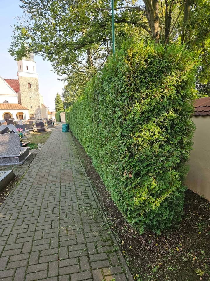 Długi, równo przycięty żywopłot z tui szmaragdowej wzdłuż brukowanej ścieżki na cmentarzu, z widocznym kościołem w tle.