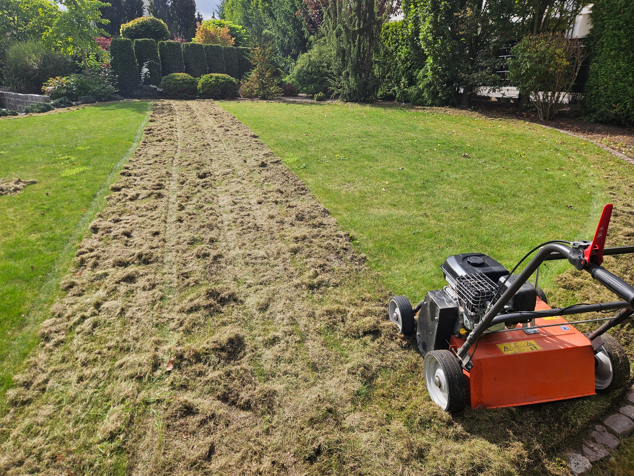 Wertykulacja trawnika w toku: połowa powierzchni pokryta resztkami po zabiegu, obok wertykulator na tle zielonego trawnika i drzew.