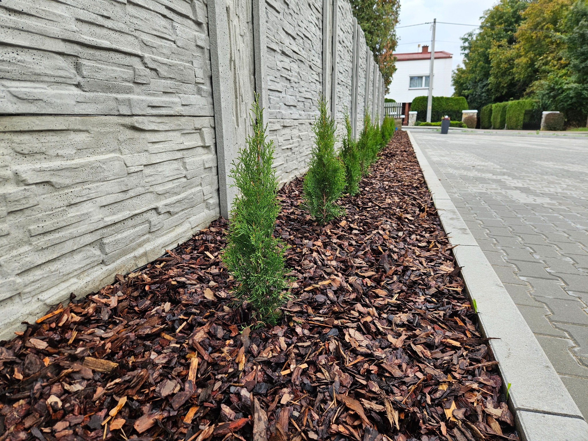 Rząd małych, zielonych drzewek iglastych posadzonych wzdłuż betonowego, panelowego ogrodzenia, pokrytych korą drzewną. Widok z poziomu gruntu, w tle dom i zieleń.