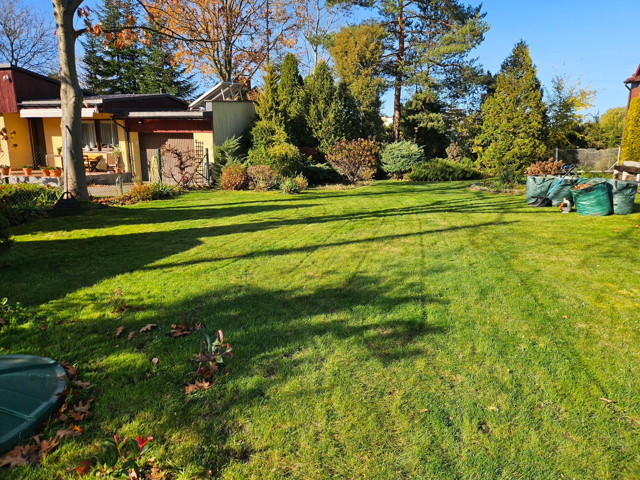 Zadbany trawnik w ogrodzie przydomowym, z widocznymi śladami koszenia i workami na liście w tle. Słoneczny dzień, jesienne drzewa w tle.