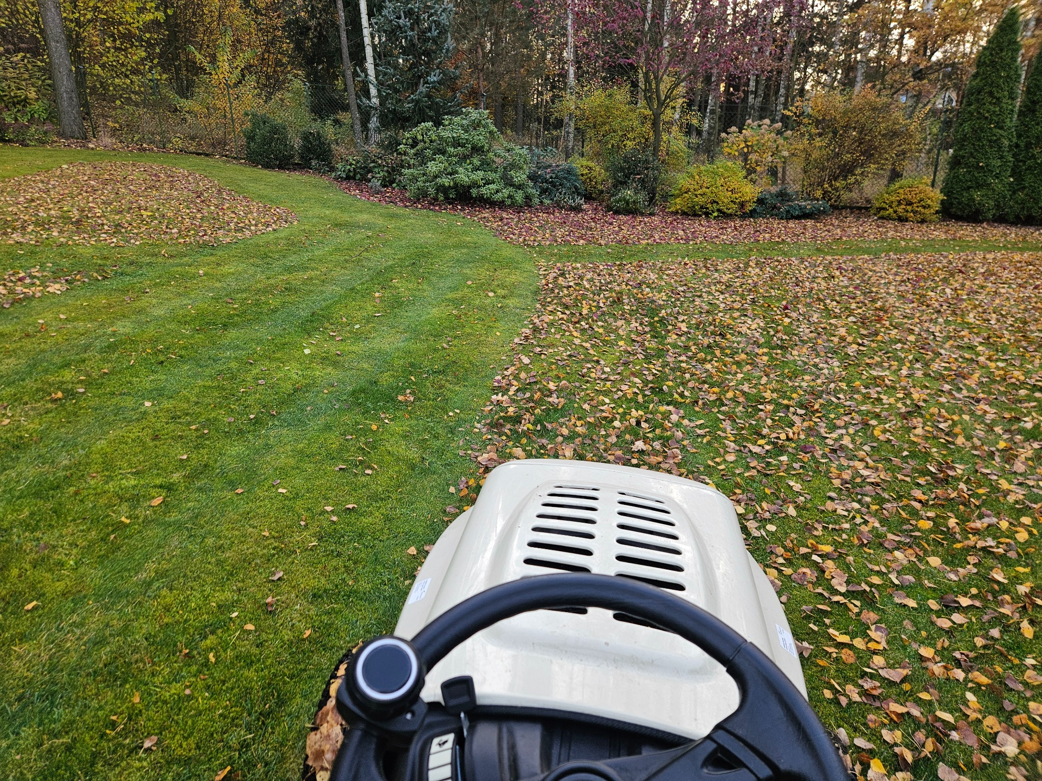 Traktor do koszenia trawy w trakcie pracy na trawniku pokrytym opadłymi liśćmi. Widok z perspektywy operatora, z widoczną kierownicą i fragmentem maski traktora.
