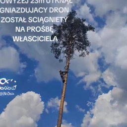 Brukisiema Mateusz Szczepaniak - Mężczyzna wspinający się na wysokie drzewo na tle błękitnego nieba z chmurami. Na drzewie znajduje się uwięziony dron.