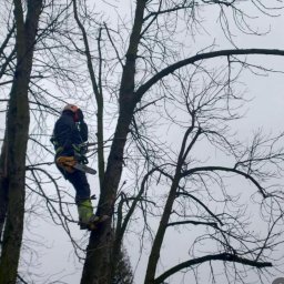 Brukisiema Mateusz Szczepaniak - Arborysta w hełmie i uprzęży, z piłą łańcuchową, wspina się na drzewo bez liści na tle pochmurnego nieba. Widok z dołu.