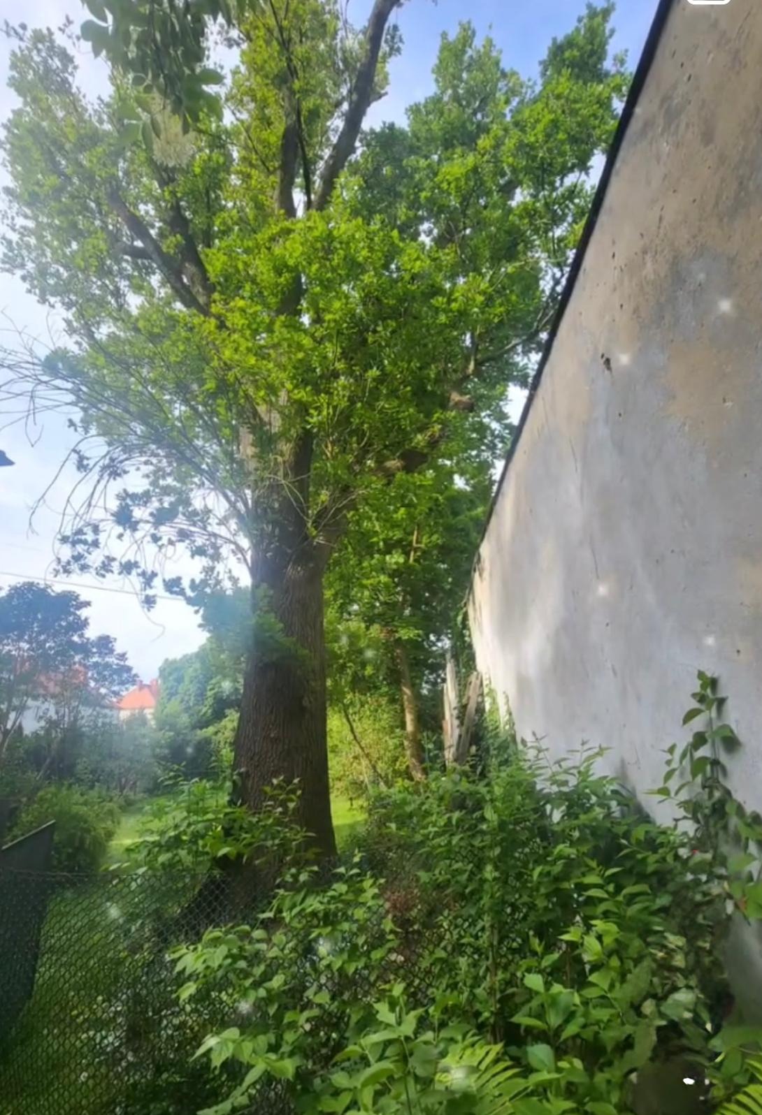 Zarośnięty ogród z wysokim drzewem i murem. Widoczne krzewy, trawa i fragment siatki ogrodzeniowej. Jasne, naturalne światło.