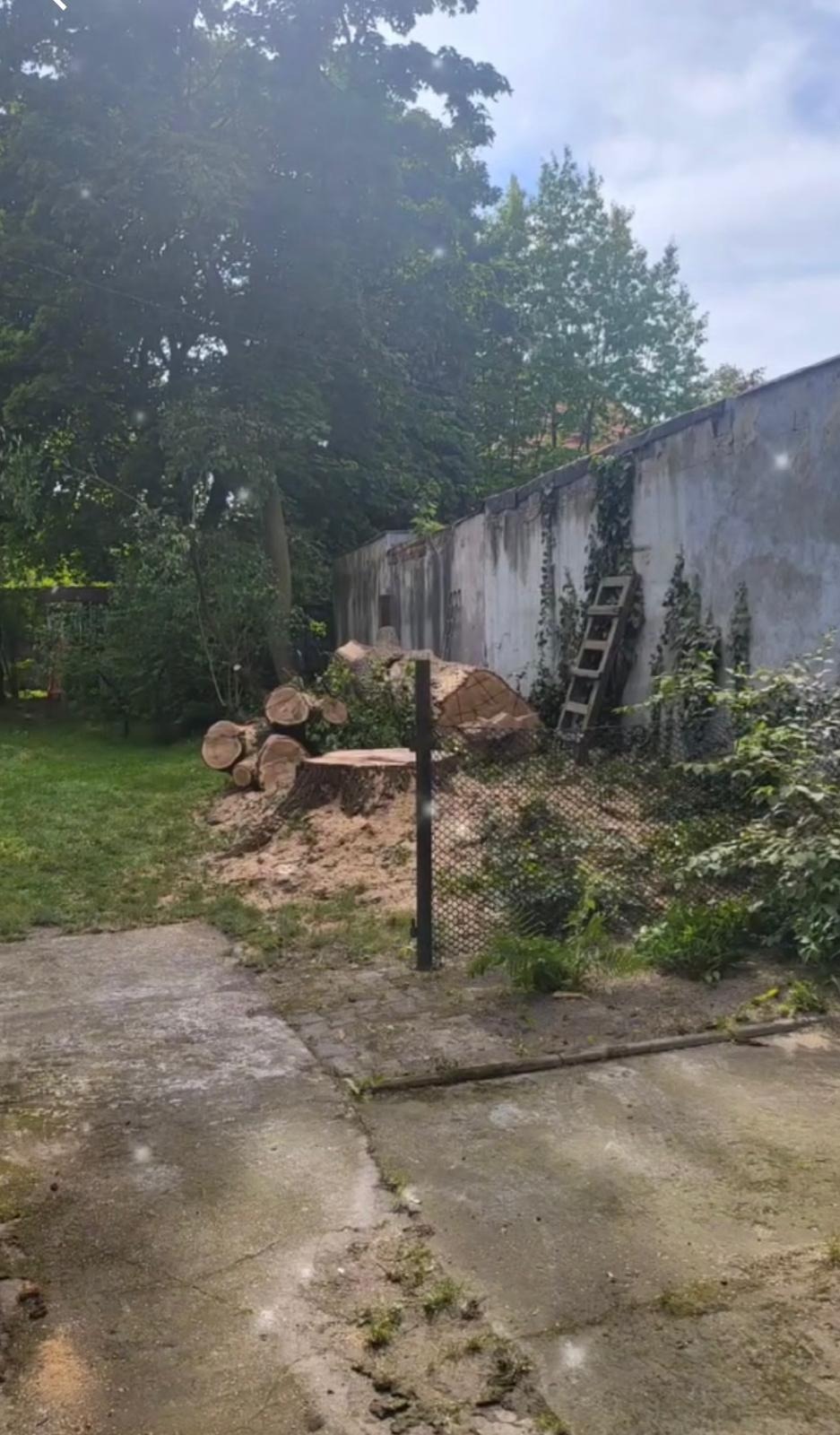 Ścięte drzewo w ogrodzie, pocięte na kawałki, z widocznym pniem i drewnianą drabiną opartą o mur. Na pierwszym planie fragment betonowego chodnika.