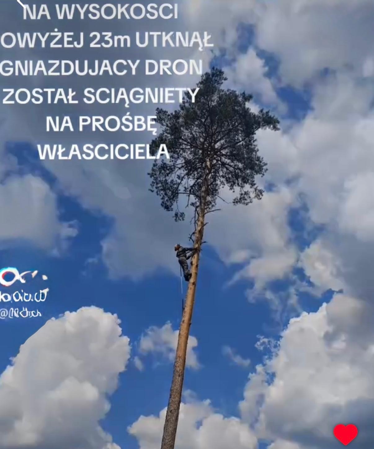 Mężczyzna wspinający się na wysokie drzewo na tle błękitnego nieba z chmurami. Na drzewie znajduje się uwięziony dron.