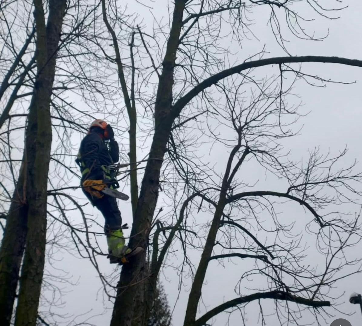 Arborysta w hełmie i uprzęży, z piłą łańcuchową, wspina się na drzewo bez liści na tle pochmurnego nieba. Widok z dołu.