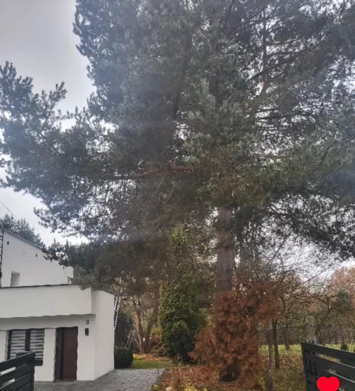 Nowoczesny dom z białymi ścianami, widoczny zza zielonego ogrodzenia. Na pierwszym planie wysokie drzewo iglaste, a w tle drzewa liściaste i krzewy.