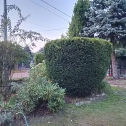 Formowany żywopłot z ciemnozielonych krzewów w ogrodzie, obok rabata z różnorodnymi roślinami i drzewami, w tle widoczny płot i elementy architektury ogrodowej.