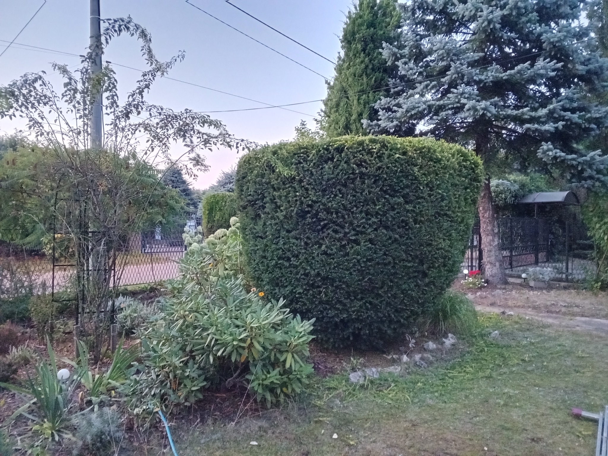 Formowany żywopłot z ciemnozielonych krzewów w ogrodzie, obok rabata z różnorodnymi roślinami i drzewami, w tle widoczny płot i elementy architektury ogrodowej.