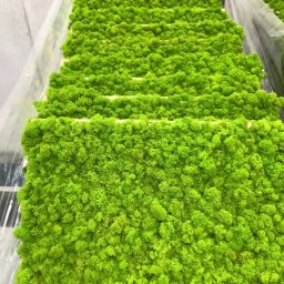 ,,BRODA-BUD” PRZEMYSŁAW MASTERNAK - Panele z jasnego, stabilizowanego mchu reniferowego, ułożone w stosie, widoczne drewniane ramy i folia ochronna.