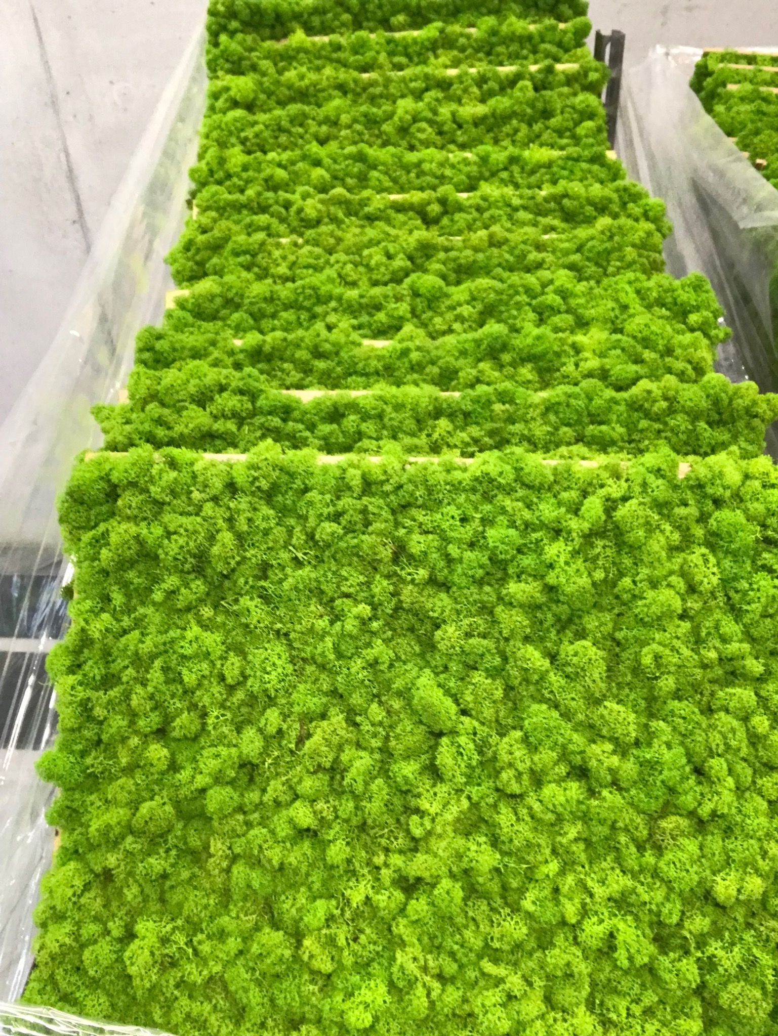 Panele z jasnego, stabilizowanego mchu reniferowego, ułożone w stosie, widoczne drewniane ramy i folia ochronna.