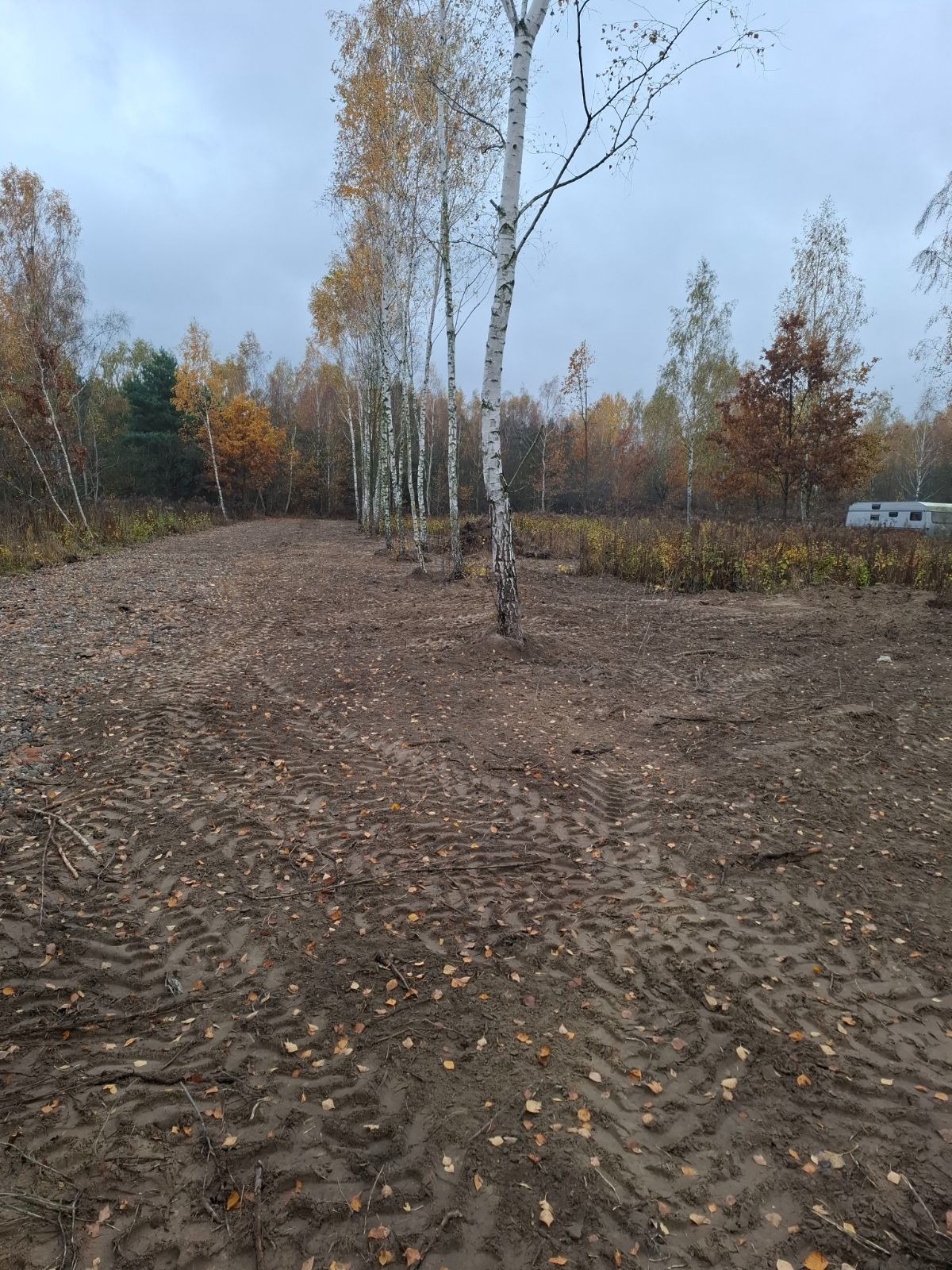 Przygotowany teren pod inwestycję, widoczne ślady opon na ubitej ziemi, rząd brzóz wzdłuż wyznaczonej granicy działki, jesienne liście.