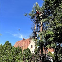 Wycinka drzew Wrocław 4
