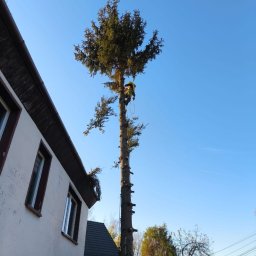 Arbokultura - Przed domem Wrocław