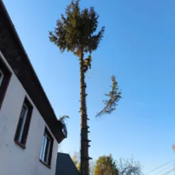 Arborysta w żółtym ubraniu, wspinający się na wysoką, ogołoconą z gałęzi choinkę za pomocą specjalistycznego sprzętu linowego, z odciętą gałęzią zwisającą obok, na tle błękitnego nieba i ściany...