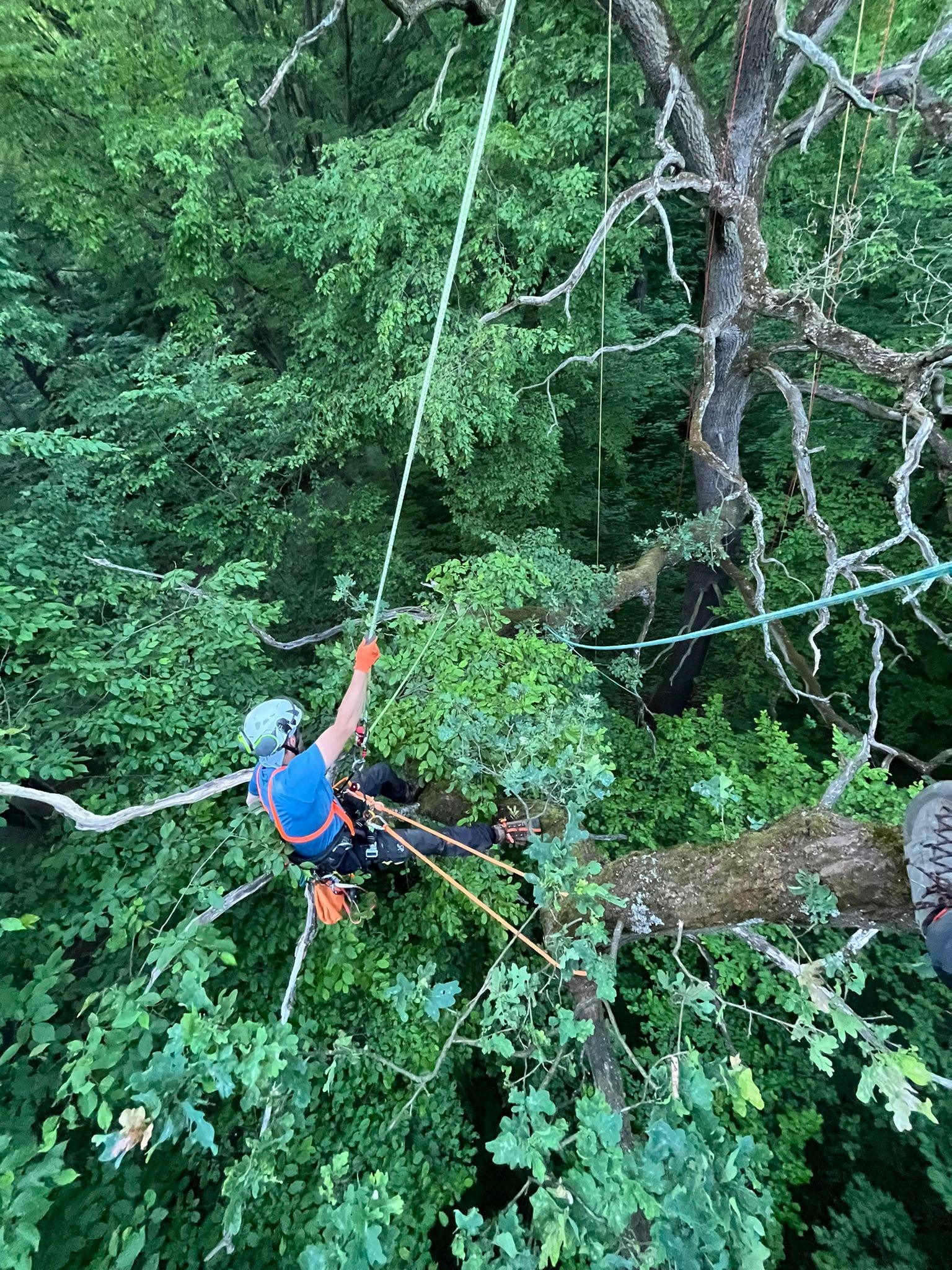 Arborysta w kasku i uprzęży, pracujący na drzewie z linami, widok z góry na tle gęstego, zielonego listowia.