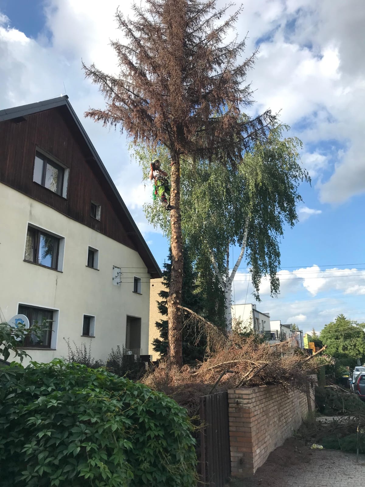 Arborysta w uprzęży na wysokości, obcina górne gałęzie uschniętego świerku rosnącego blisko domu jednorodzinnego, na ziemi leżą obcięte gałęzie.