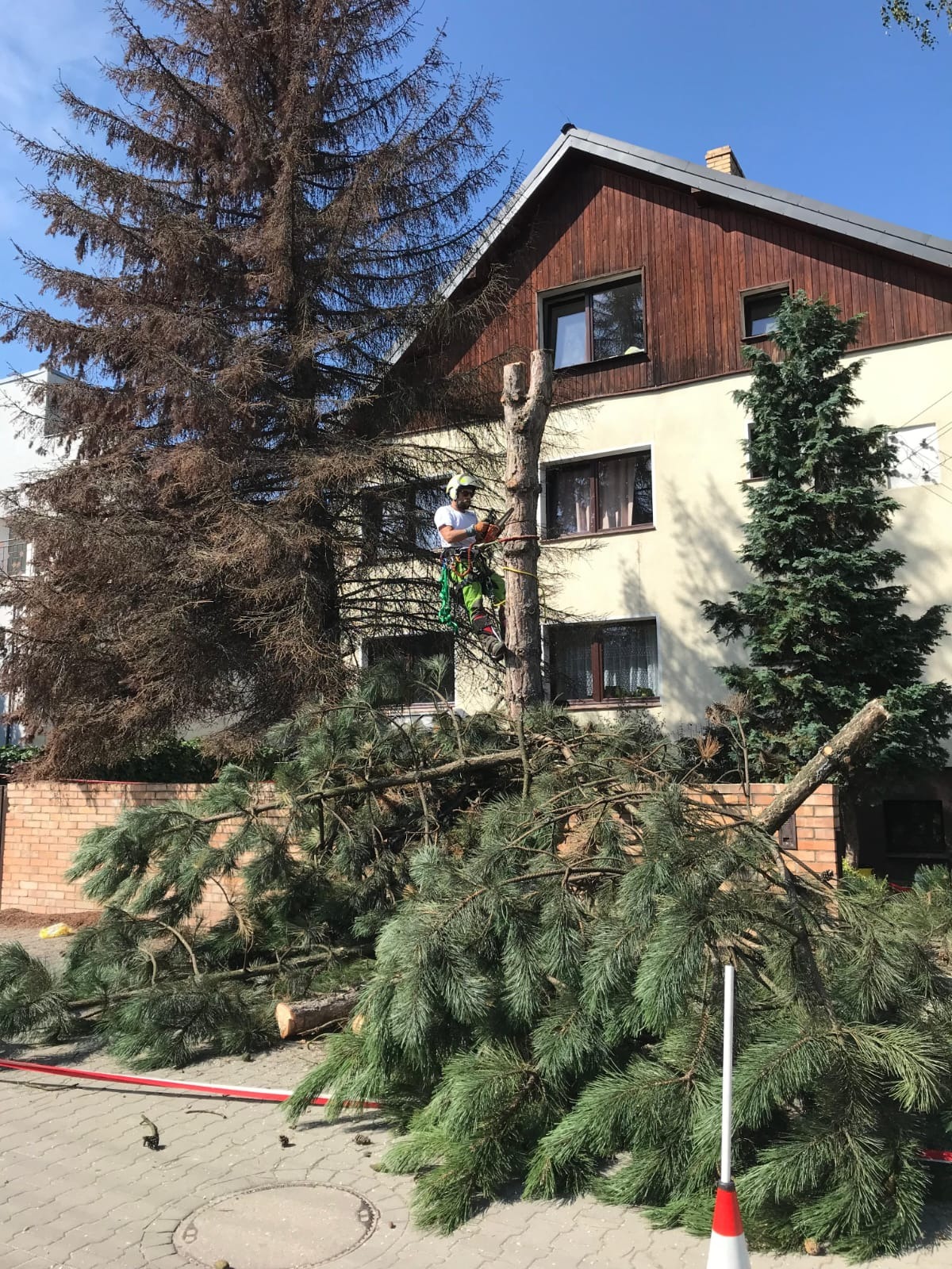 Arborysta w uprzęży tnie drzewo piłą spalinową, obok leżą ścięte gałęzie, w tle budynek mieszkalny i uschnięte drzewo.