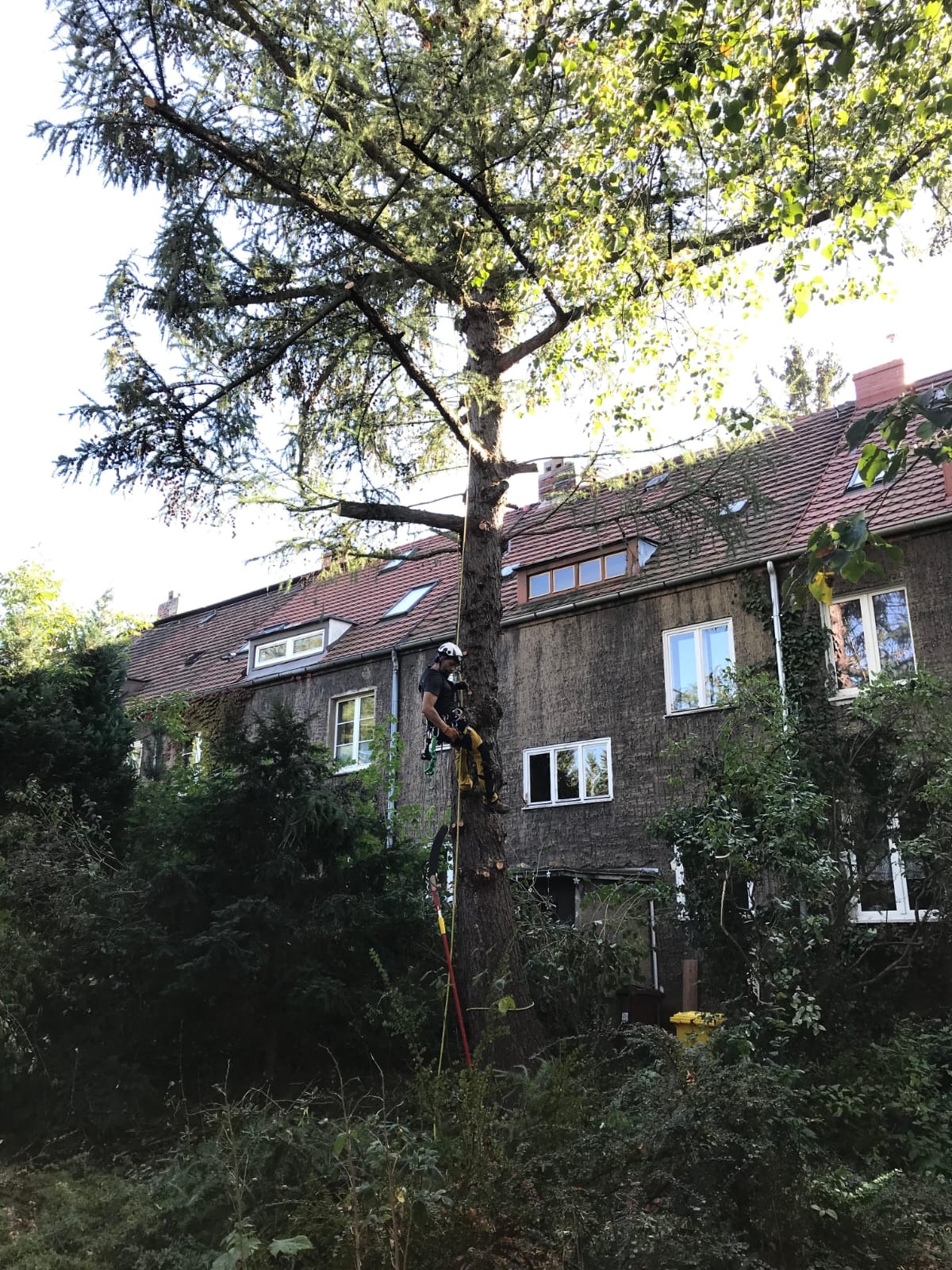 Arborysta w uprzęży, w trakcie pracy na wysokiej sośnie, z widocznymi świeżymi śladami cięcia gałęzi, na tle budynku mieszkalnego z czerwonym dachem.