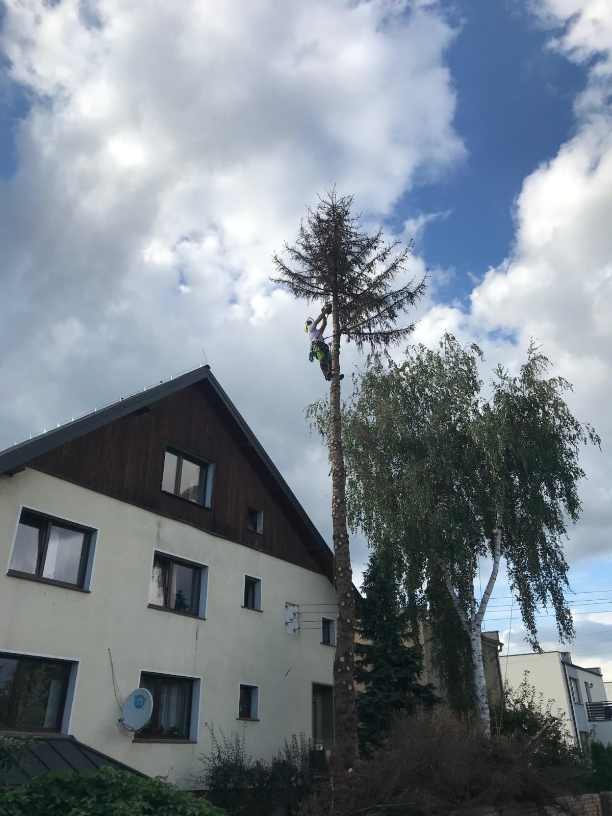Arborysta w uprzęży, z piłą spalinową, podczas formowania korony wysokiej, uschniętej choinki, na tle domu i błękitnego nieba z chmurami.