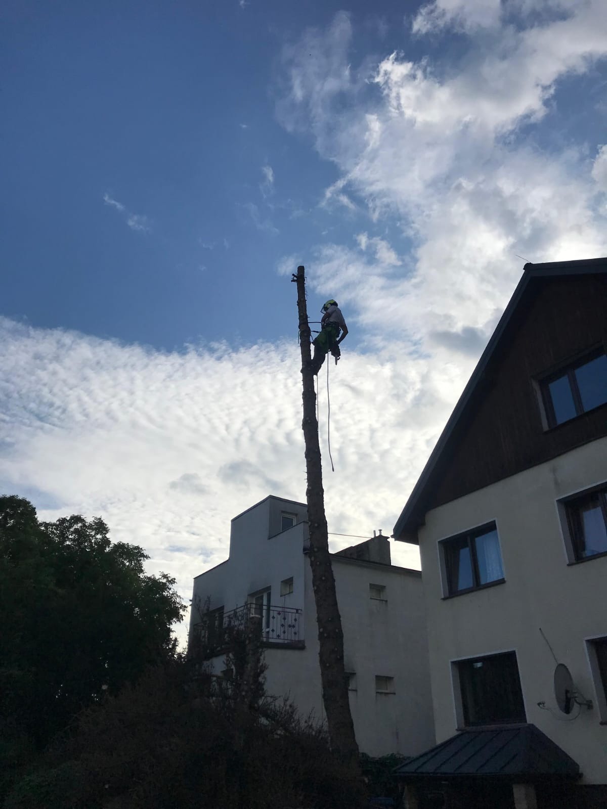 Arborysta w uprzęży na wysokim, ogołoconym pniu drzewa na tle budynków i błękitnego nieba z chmurami.