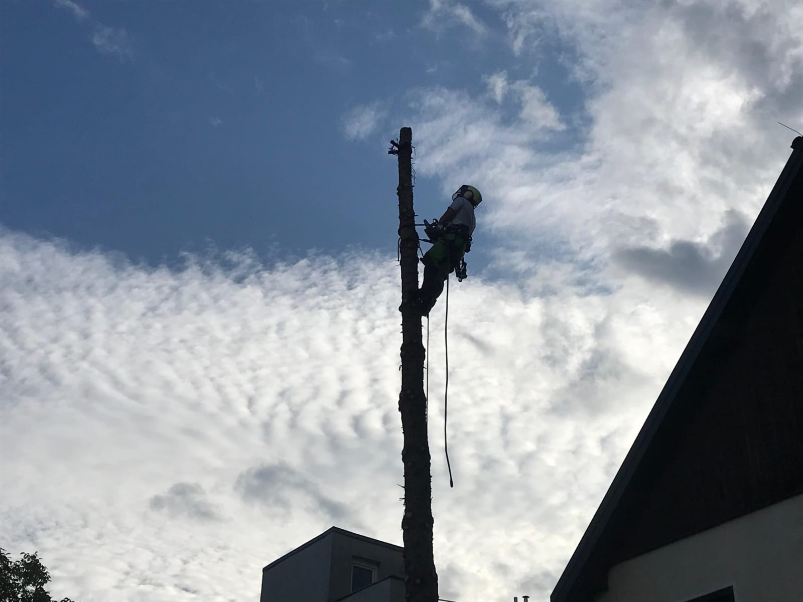 Pracownik w kasku i uprzęży, w trakcie wspinaczki na ogołocony pień drzewa z liną, na tle częściowo zachmurzonego nieba i dachu budynku.