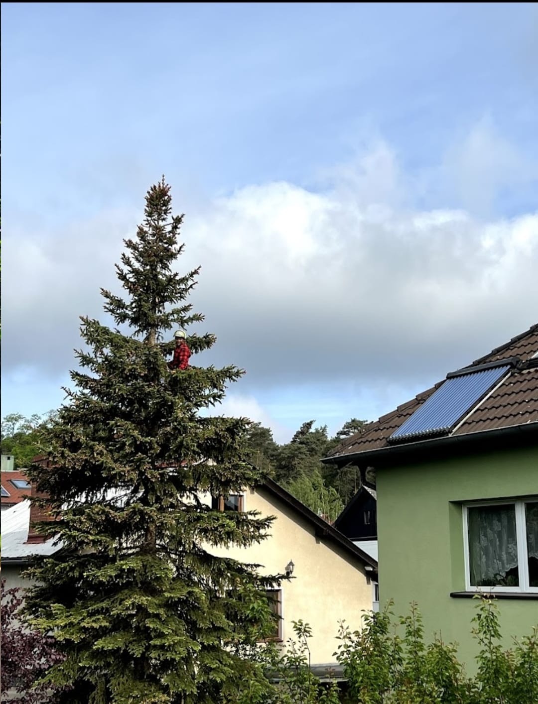 Pracownik w kasku i czerwonej koszuli na szczycie wysokiej choinki, prawdopodobnie podczas prac pielęgnacyjnych, na tle zabudowań mieszkalnych i błękitnego nieba z chmurami.