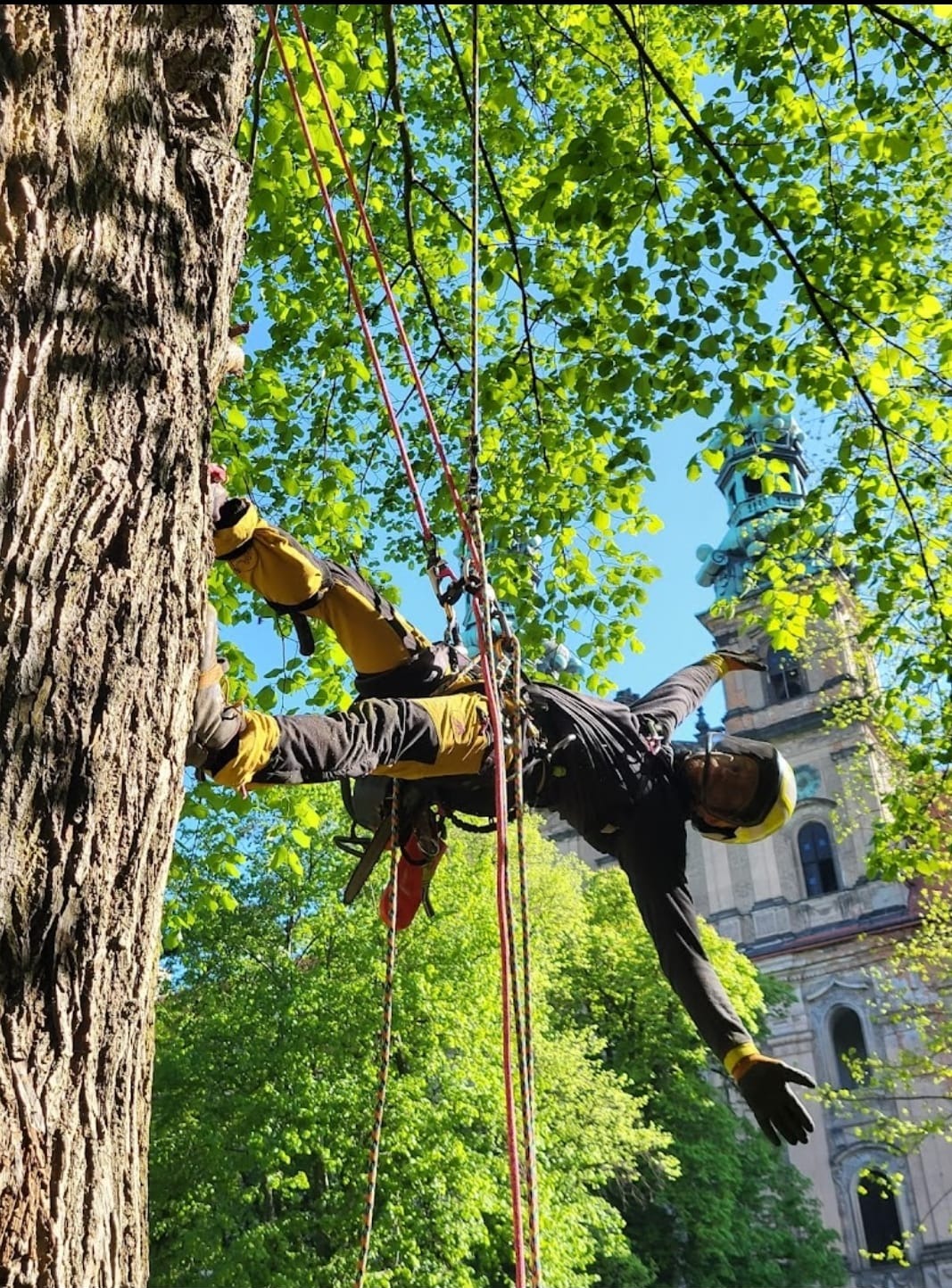 Arborysta zabezpieczony linami, w kasku i rękawicach, w trakcie pracy na drzewie z widoczną w tle wieżą kościoła.