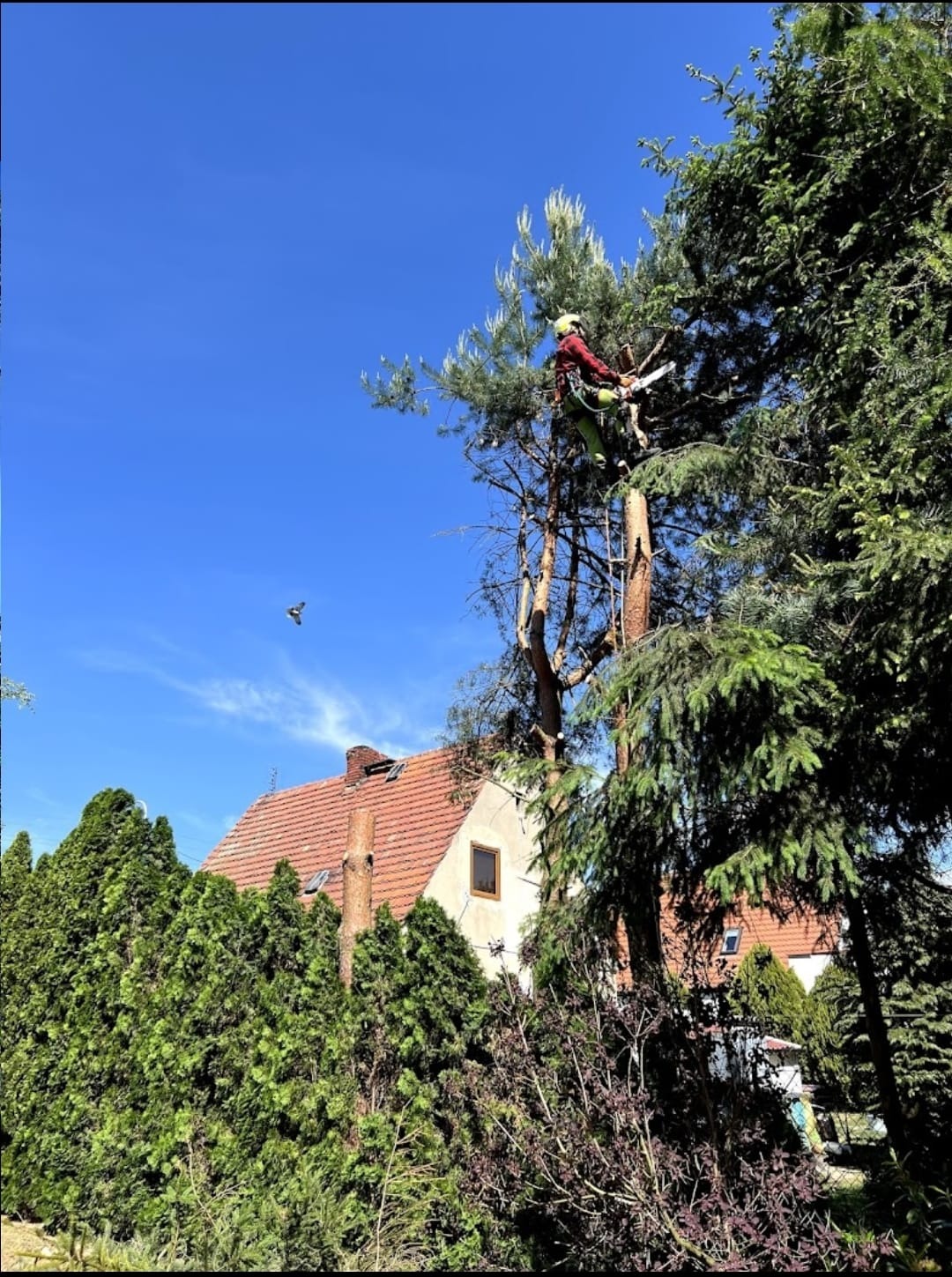 Pracownik w kasku i uprzęży, z piłą spalinową, na tle błękitnego nieba i domu z czerwoną dachówką, podczas formowania korony wysokiej sosny.