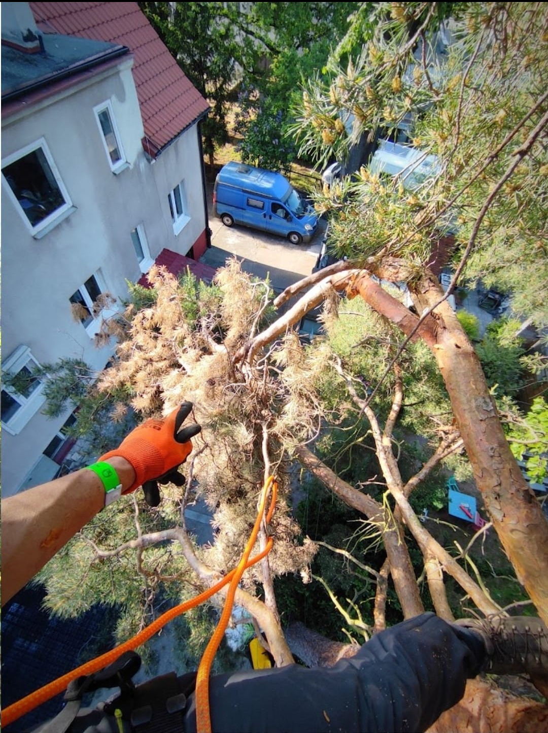 Widok z góry na drzewo w trakcie prac, z widoczną ręką w pomarańczowej rękawicy i liną zabezpieczającą, w tle budynek mieszkalny i niebieski samochód.