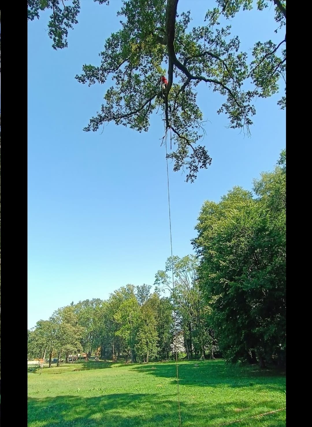 Arborysta w czerwonym ubraniu, wspinający się na wysokie drzewo z liną, widok z dołu na tle błękitnego nieba i zielonego parku.