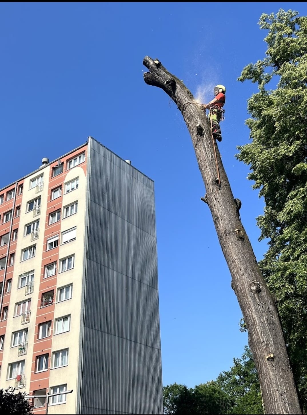 Arborysta w kasku i uprzęży, tnący piłą spalinową wysokie, ogołocone drzewo w pobliżu budynku mieszkalnego; widoczne opiłki.