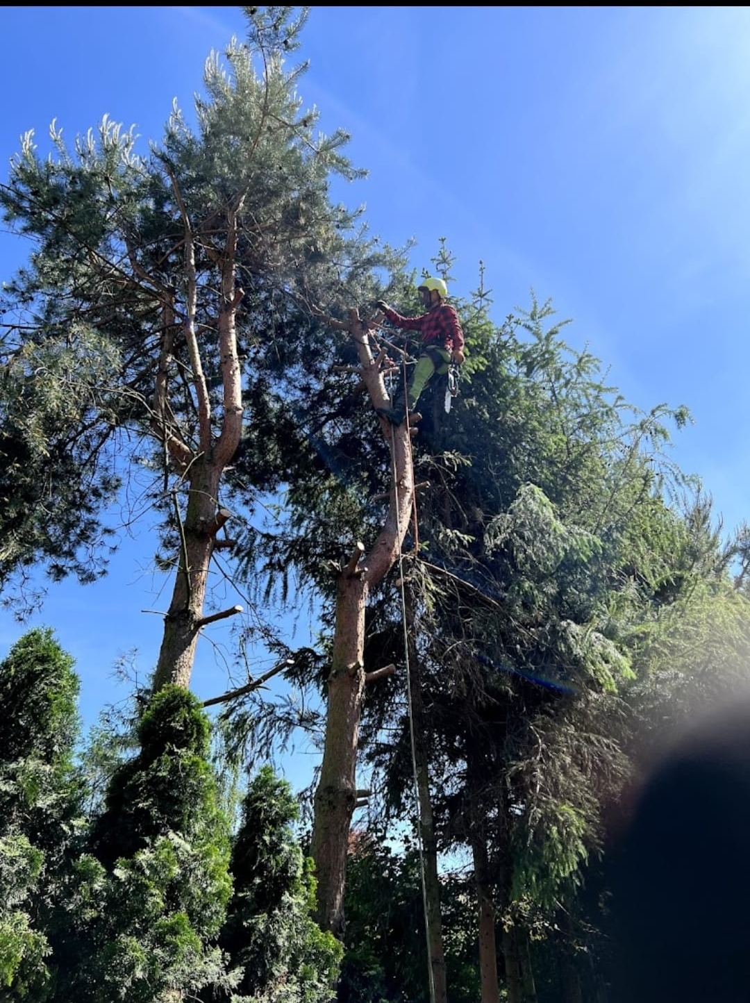 Arborysta w kasku i czerwonej koszuli w kratę, w trakcie pracy na wysokiej sośnie, przy użyciu liny zabezpieczającej, z widocznymi obciętymi gałęziami.