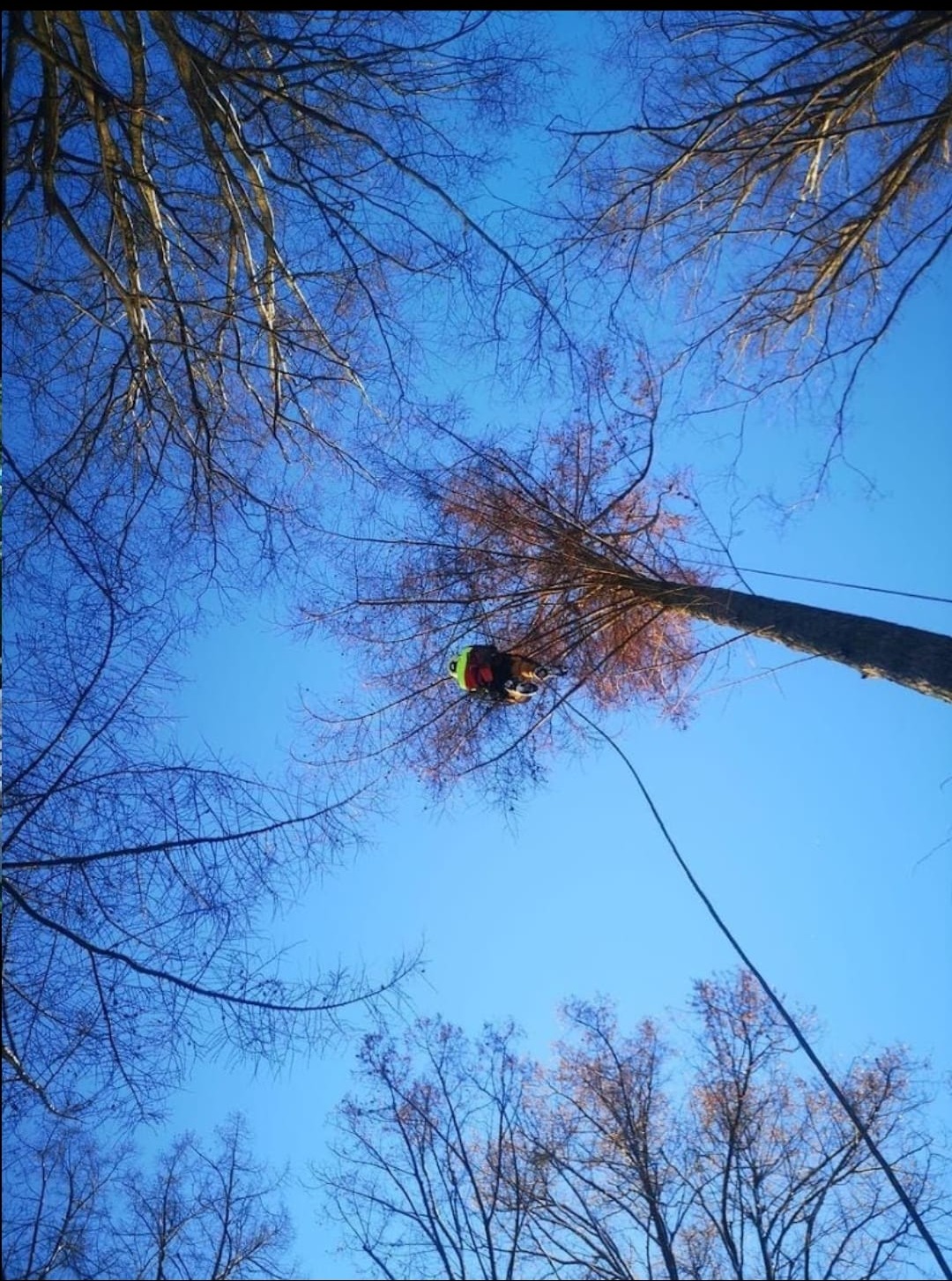 Arborysta w kasku i uprzęży, zawieszony na linie, pracuje na wysokości wśród gałęzi drzewa, widok z dołu na błękitne niebo.