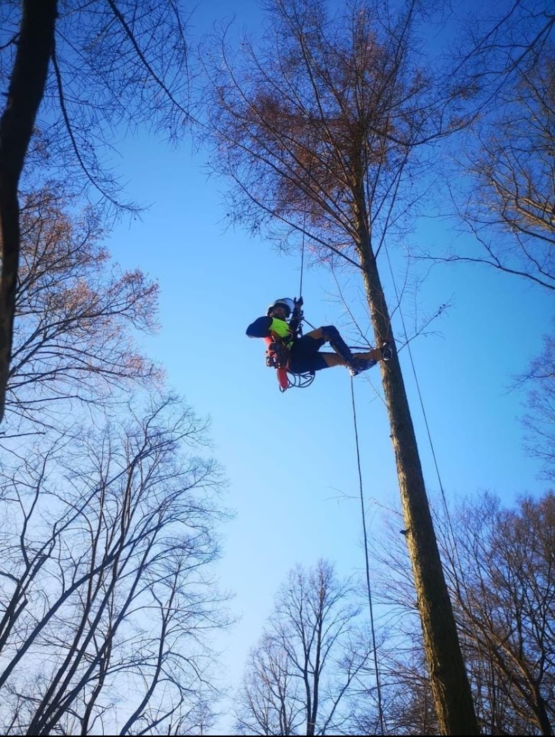 Arborysta w kasku i uprzęży, zawieszony na linie, pracuje na wysokości na tle błękitnego nieba i gałęzi drzew