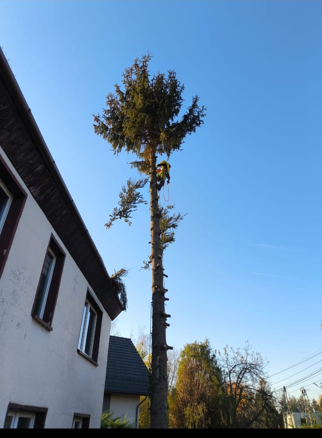 Arborysta w kasku i uprzęży, w trakcie pracy na wysokiej sośnie, widoczne ślady po obciętych gałęziach, drabina sznurkowa przymocowana do pnia, budynek mieszkalny w tle, błękitne niebo.