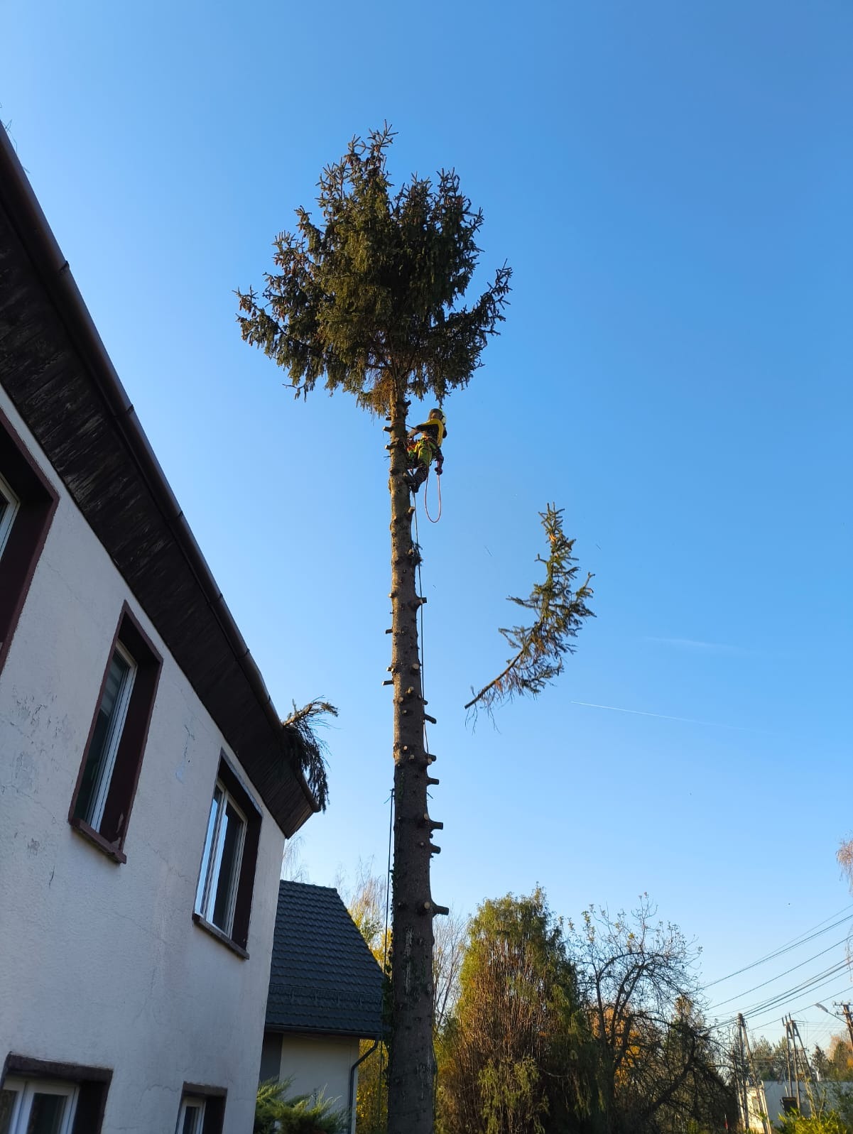Arborysta w żółtym ubraniu, wspinający się na wysoką, ogołoconą z gałęzi choinkę za pomocą specjalistycznego sprzętu linowego, z odciętą gałęzią zwisającą obok, na tle błękitnego nieba i ściany...
