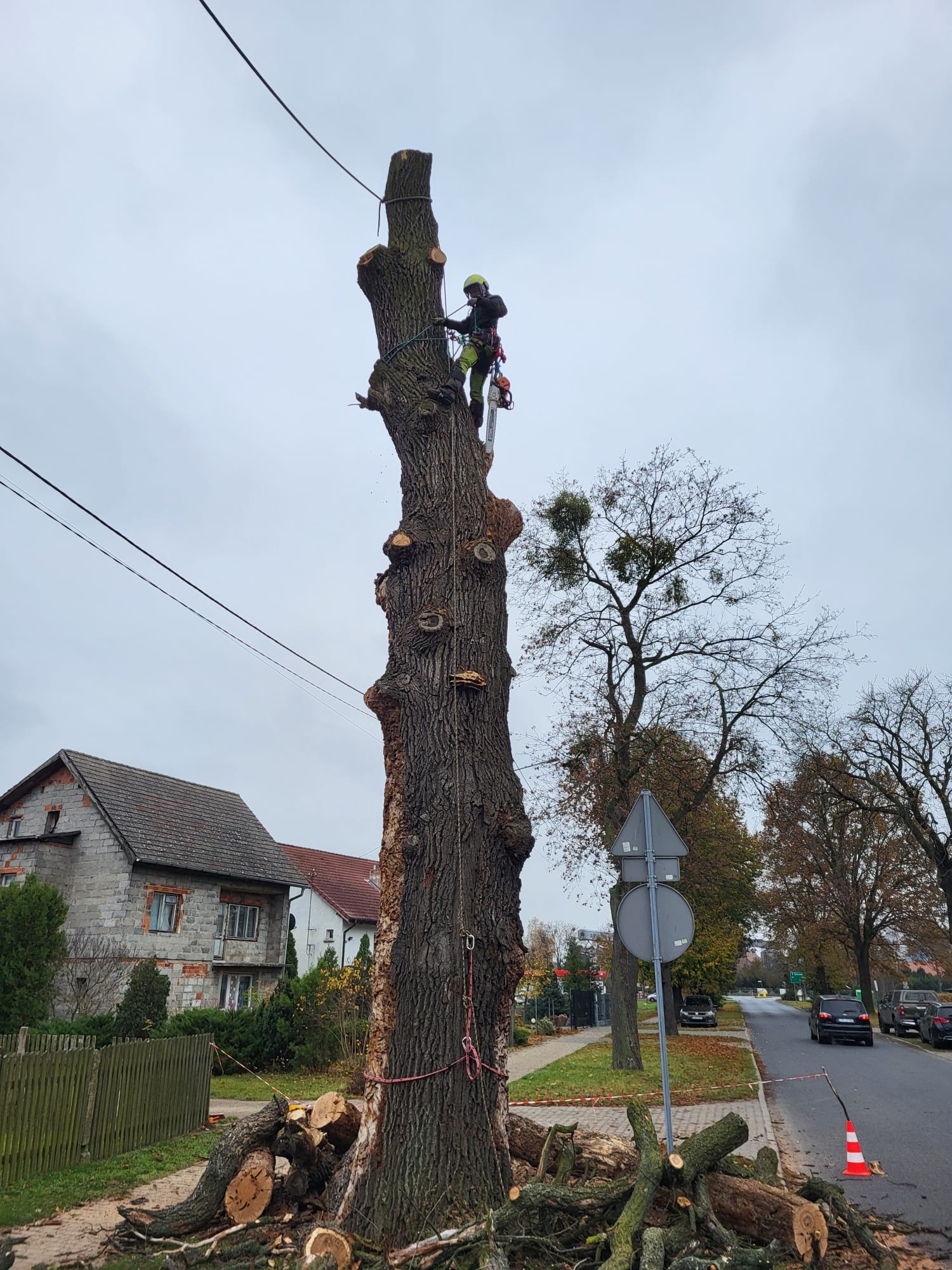 Arborysta na wysokości, w trakcie wycinki grubego drzewa przy ulicy, z widocznym sprzętem alpinistycznym i stosami odciętych gałęzi u podstawy pnia.