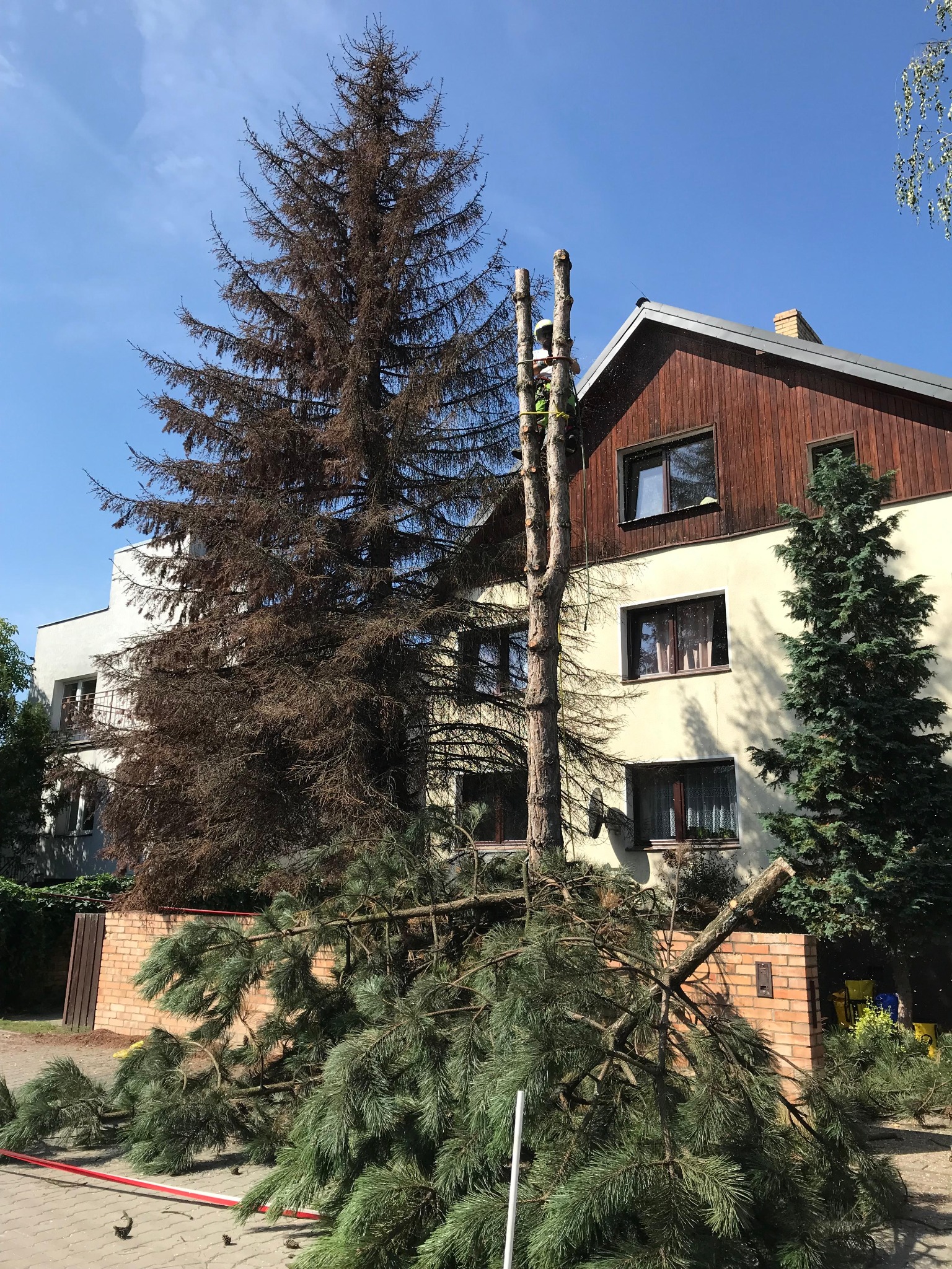 Arborysta w kasku i uprzęży, w trakcie skracania pnia drzewa po usunięciu korony, na tle domu z drewnianą elewacją i uschniętego drzewa.