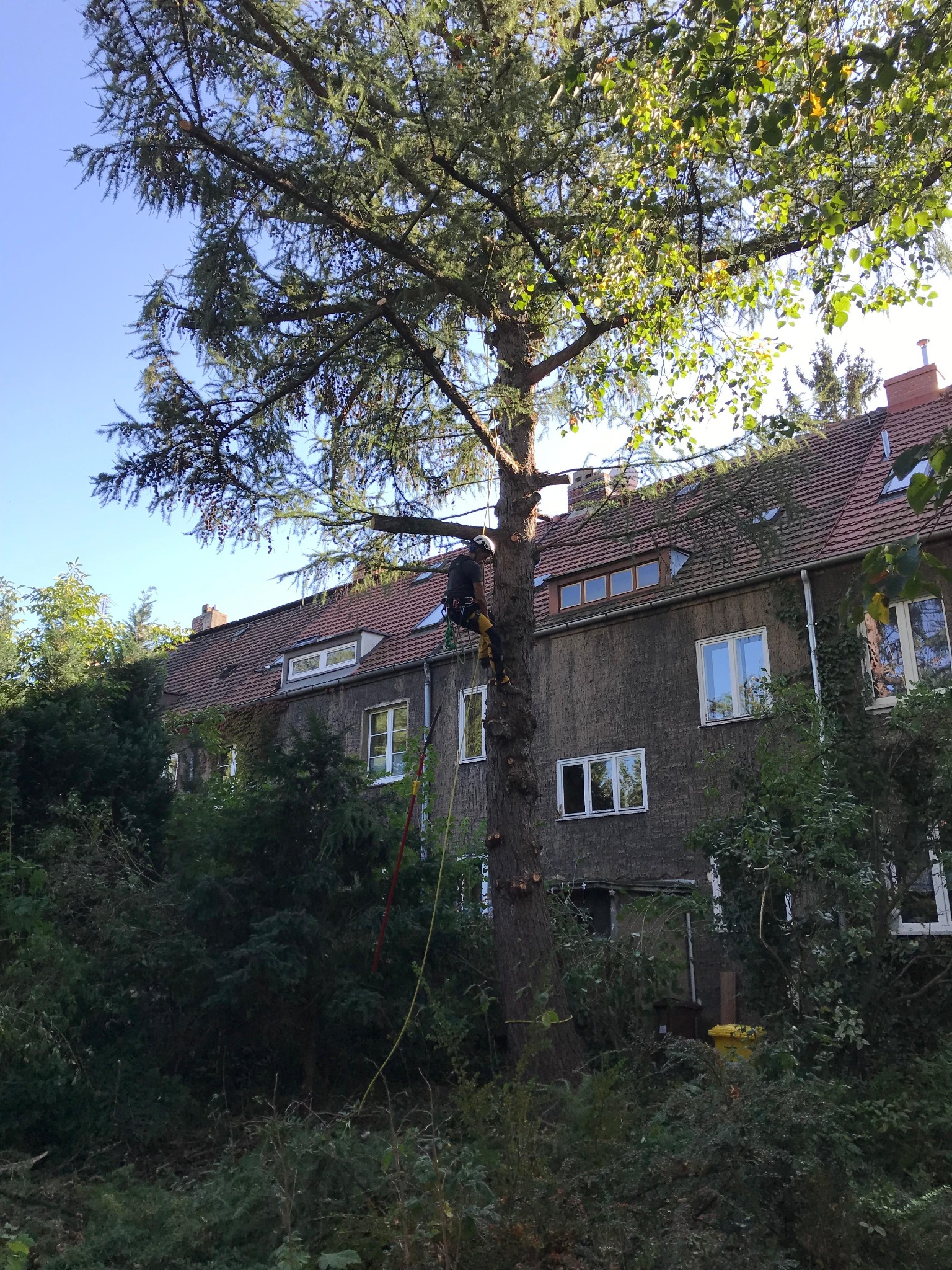 Pracownik w uprzęży, w trakcie wspinaczki na wysokie drzewo iglaste, z liną i narzędziami, na tle budynku mieszkalnego z czerwonym dachem.