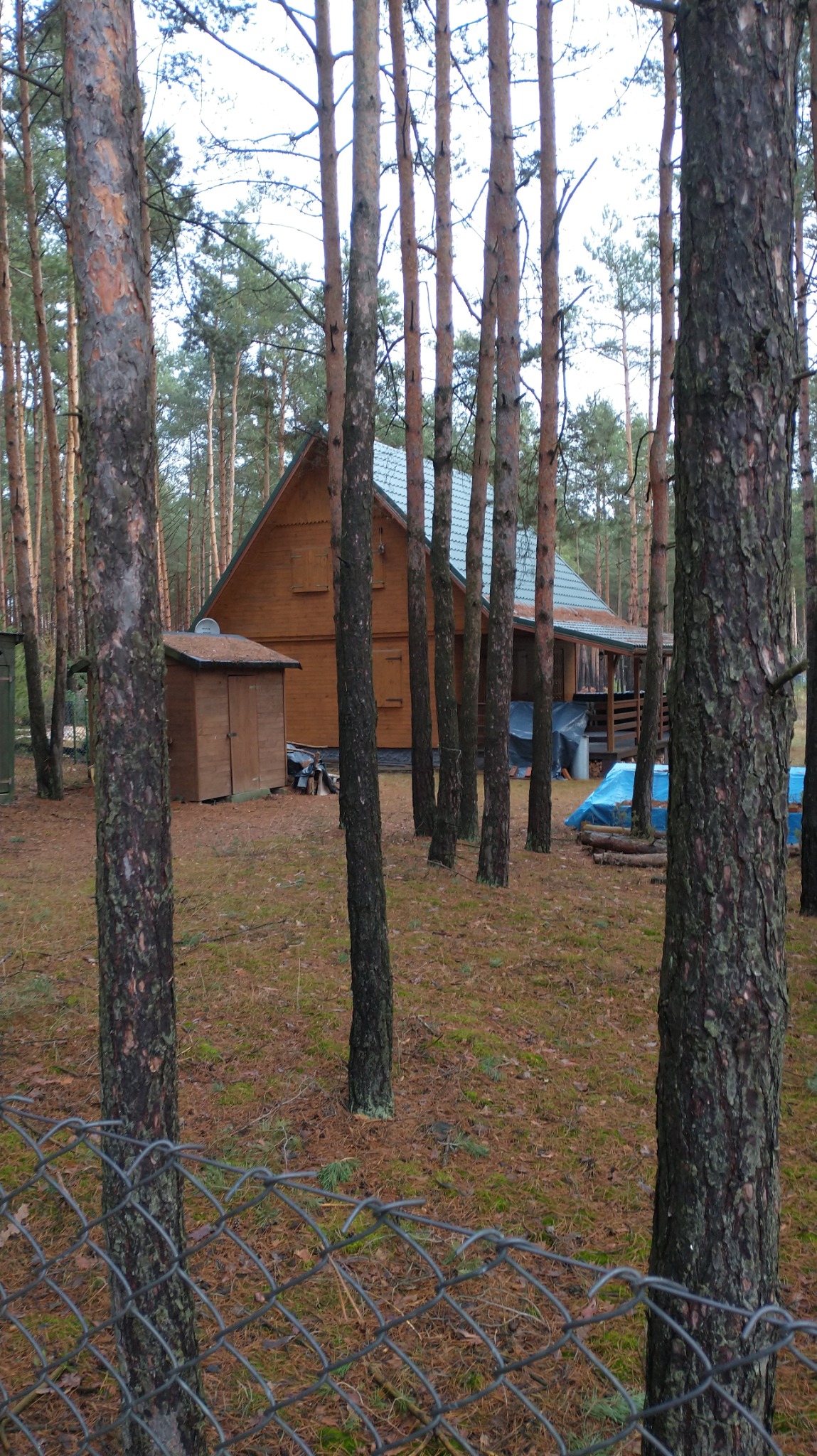 Brązowy dom z drewnianych bali z jasnym dachem, widziany przez siatkę ogrodzeniową i las sosnowy w pochmurny dzień.