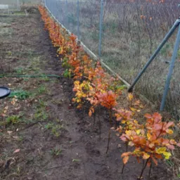 Sadzenie żywopłotów