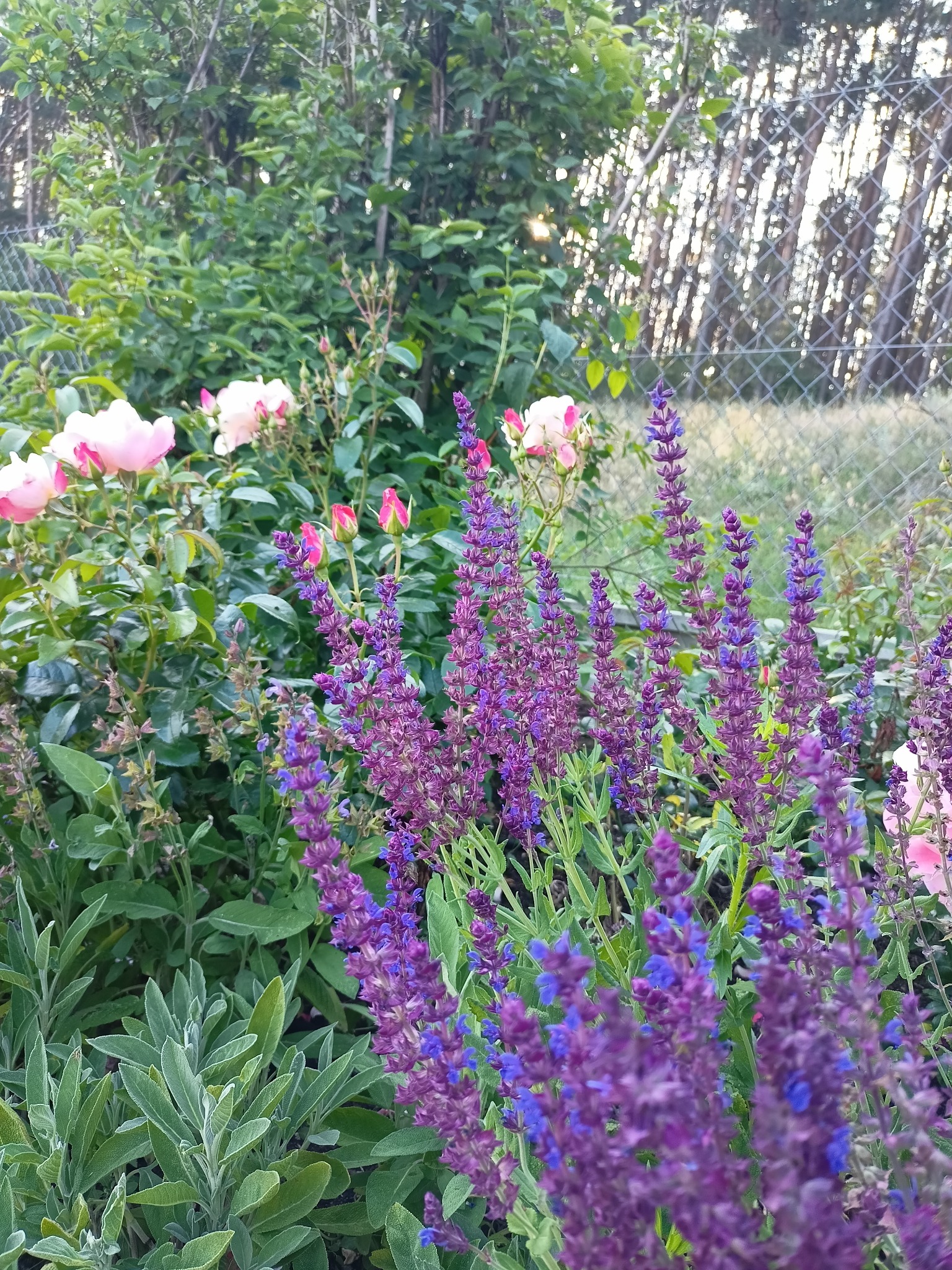 Rabata z kwitnącą szałwią omszoną w odcieniach fioletu i niebieskiego oraz różowymi różami na tle siatki ogrodzeniowej i drzew