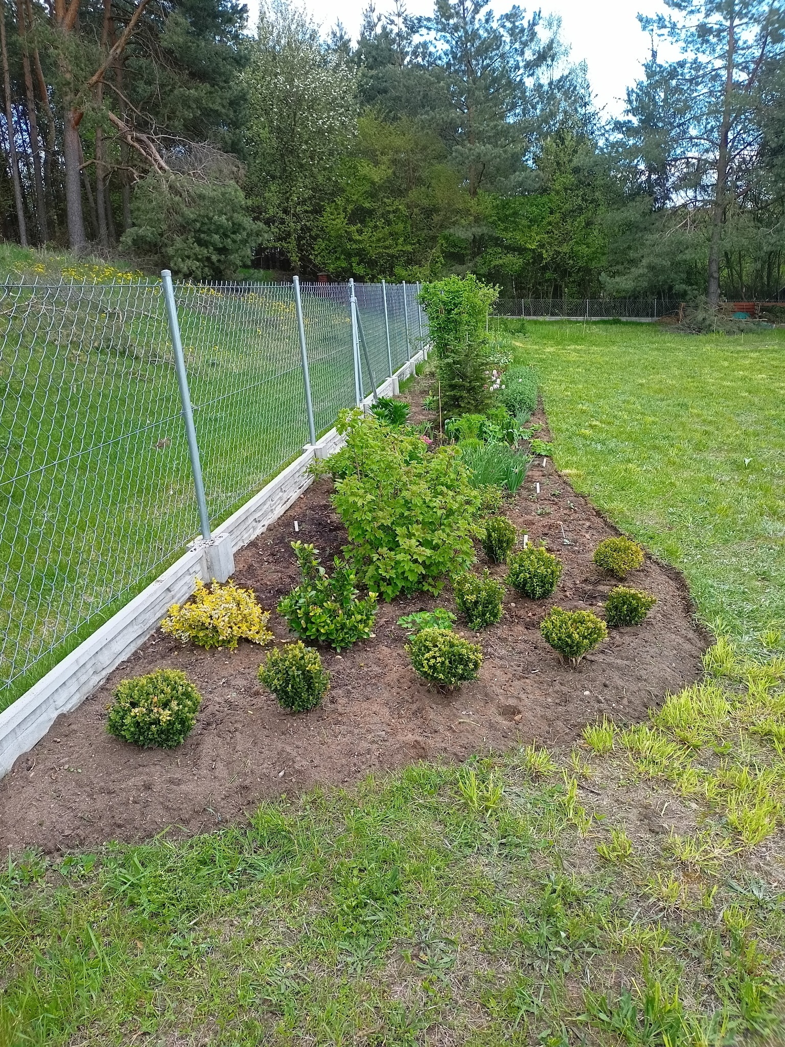 Rabata z nowo posadzonymi krzewami i roślinami ozdobnymi wzdłuż ogrodzenia z siatki, świeżo przekopana ziemia, trawnik w tle.