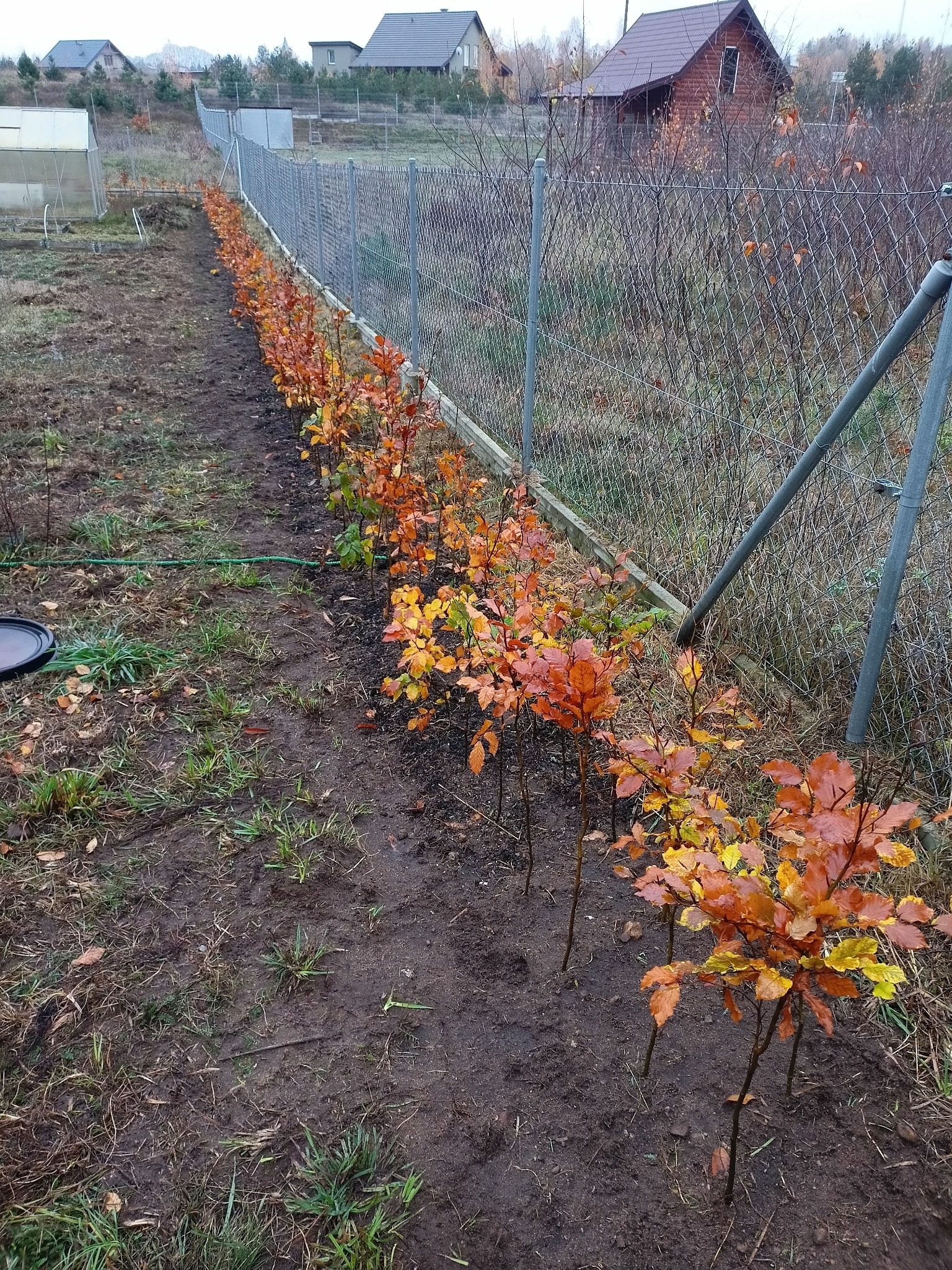 Sadzenie żywopłotów