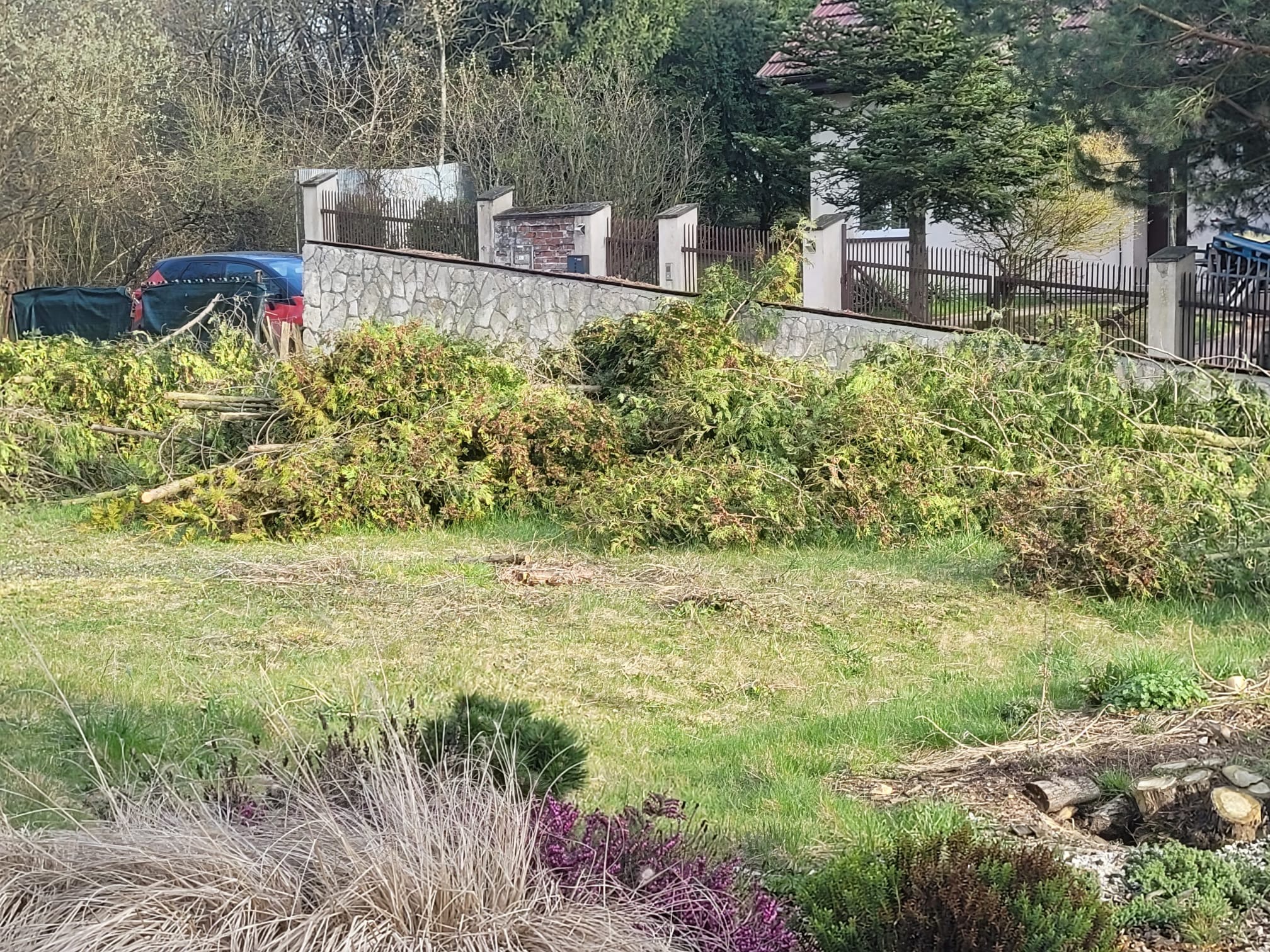 Świeżo ścięte gałęzie drzew iglastych leżące na trawniku przed domem z kamiennym ogrodzeniem; widoczne pniaki po wycince.