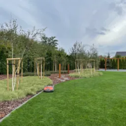 Automatyczna kosiarka Husqvarna na idealnie przystrzyżonym trawniku, w tle rząd młodych drzewek brzozy podpartych drewnianymi stelażami i ozdobna rabata z kory.