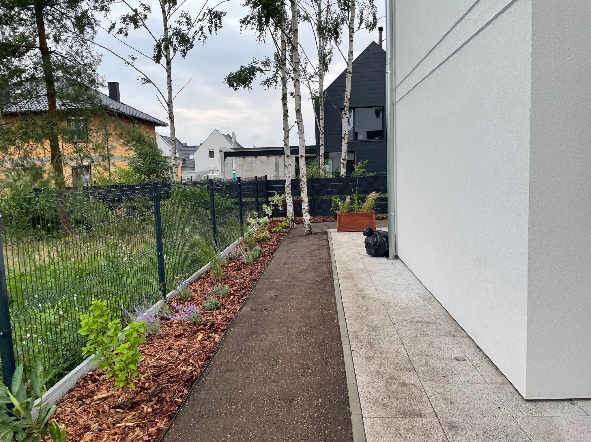 Ścieżka wzdłuż budynku, obsadzona młodymi roślinami i wysypana korą, trawnik w trakcie zakładania, widoczne brzozy i nowoczesny dom w tle.