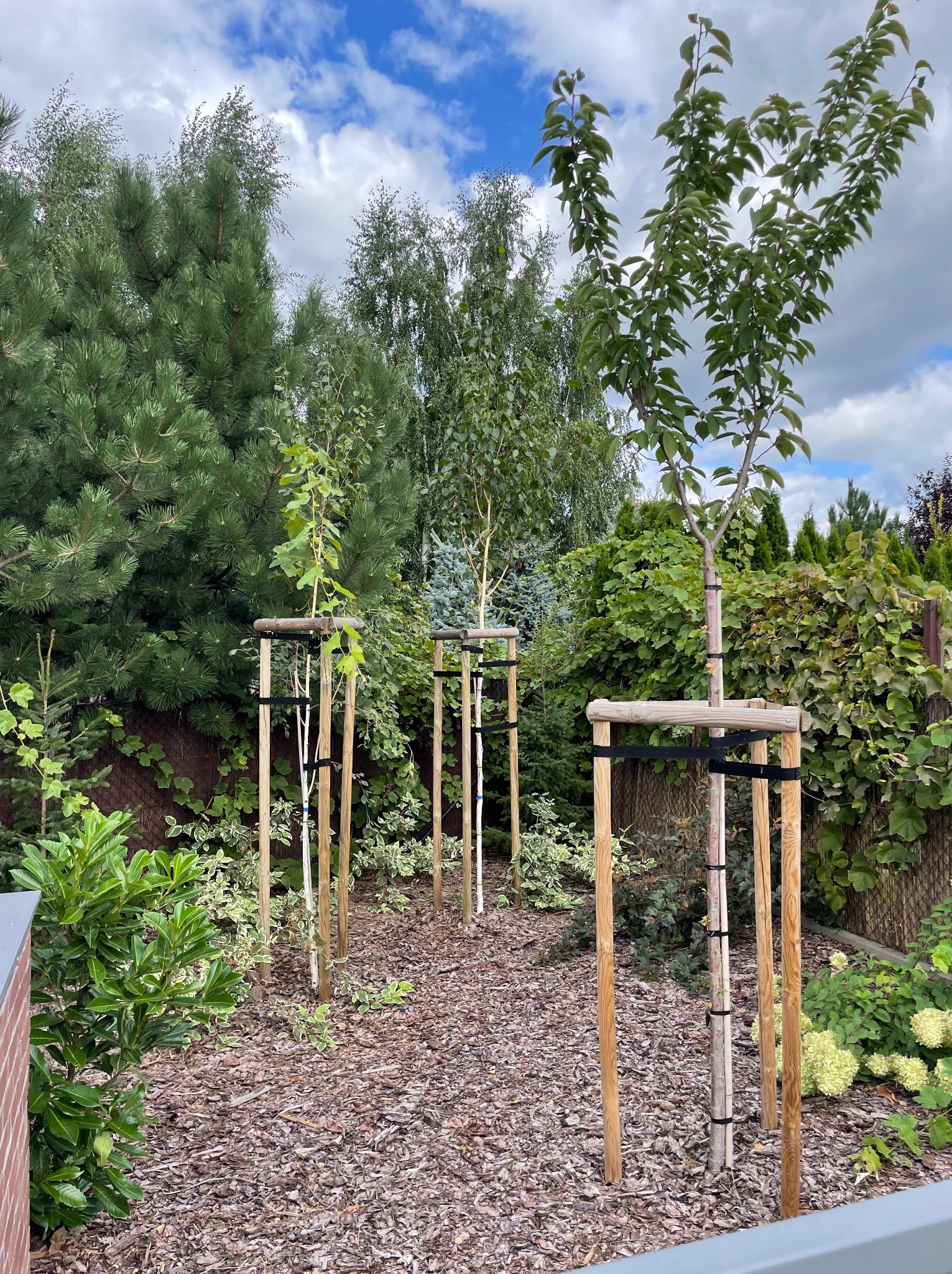 Młode drzewka podparte drewnianymi konstrukcjami w świeżo założonym ogrodzie, kora rozsypana na ziemi, różne gatunki roślin w tle.